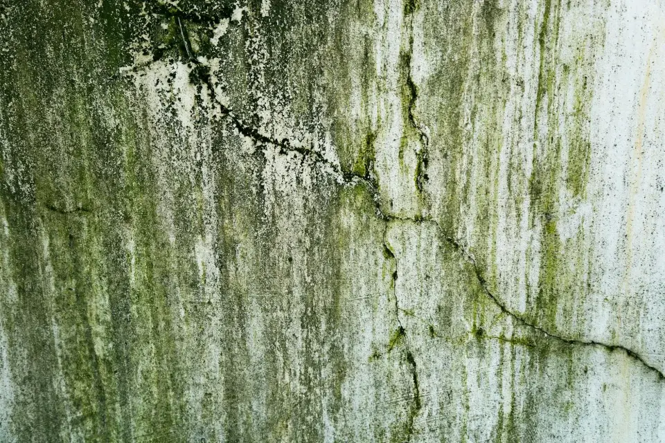 The Safecare Mold Removal Story: Dedicated to Your Well-being