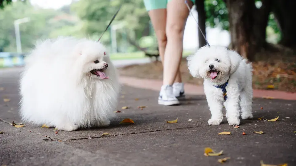 mold removal Raytown